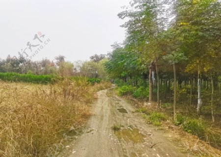 深秋时节的乡村道路风景图片