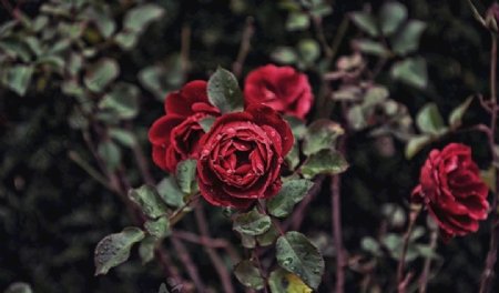 玫瑰月季暗黑风图片