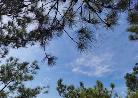 松树与蓝天图片
