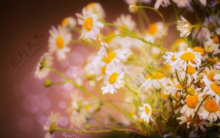 美丽的雏菊花图片