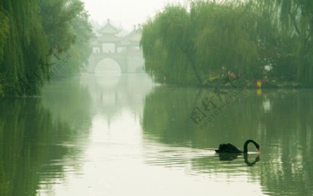 扬州五亭桥边天鹅游图片
