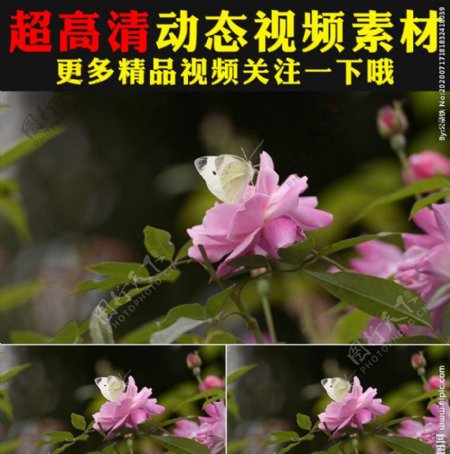 粉色玫瑰月季鲜花盛开春天视频