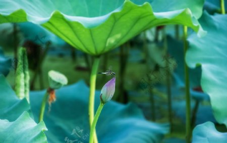 莲蓬蜻蜓图片