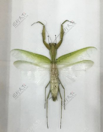 长臂螳螂标本图片