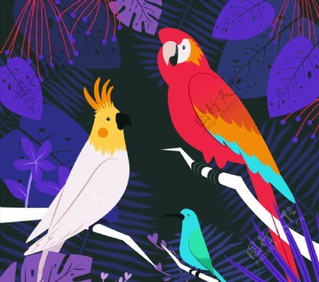 彩色热带树林鸟类图片