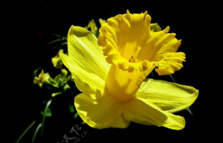 黄色的水仙花图片