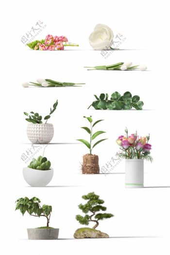 室内盆栽花植物png素材图片