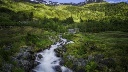 挪威森林图片