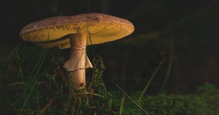 一只蘑菇图片