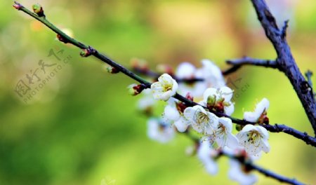 春季白色梅花图片