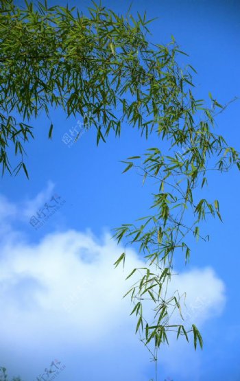 蓝天下的竹子拍摄素材图片