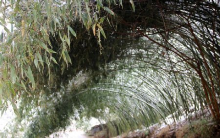 下雨后绿色竹子图片