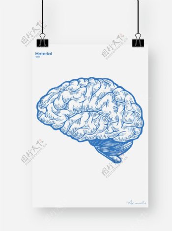 大脑图片
