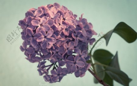 紫丁香图片