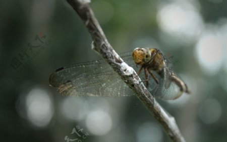 蜻蜓图片