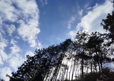 树木与蓝天图片