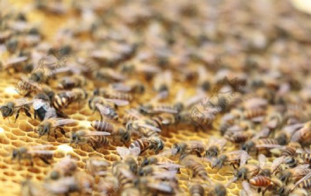 蜜蜂养蜂图片