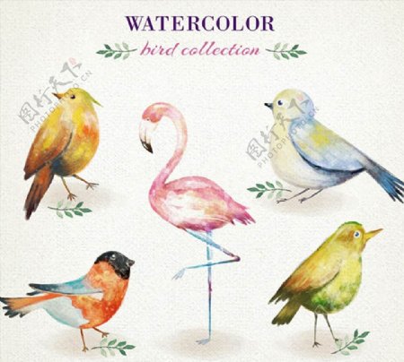 水彩绘鸟类图片