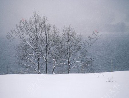 冬季雪中的树林图片