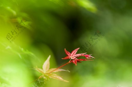 鸡爪槭枫叶图片
