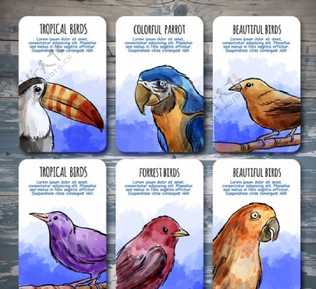 热带鸟类卡片图片