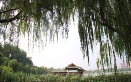 大明湖畔图片