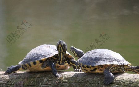 可爱的小乌龟图片