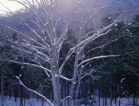 雪地里的树林图片