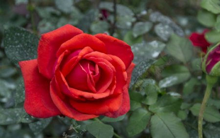 花卉摄影素材玫瑰花特写图片