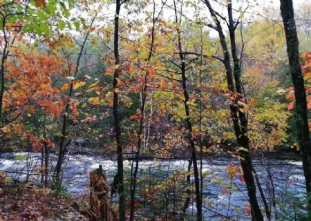 风景秋天落叶水流淌图片
