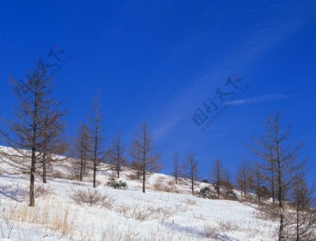 林海雪原上的树林图片