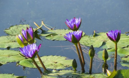 花卉摄影素材水里的紫色睡莲图片