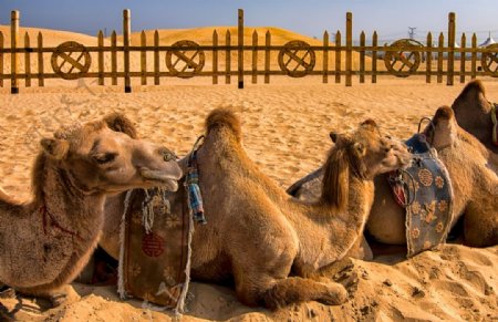 沙漠里的骆驼图片