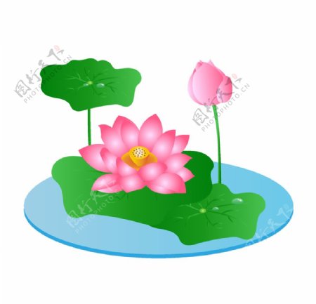 手绘水植物唯美粉色荷花插画图片