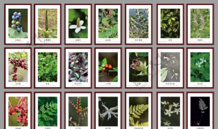中草药植物标本相框图片