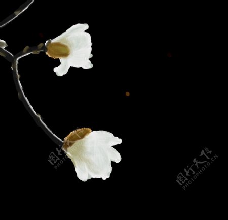 一支白色花朵png图片
