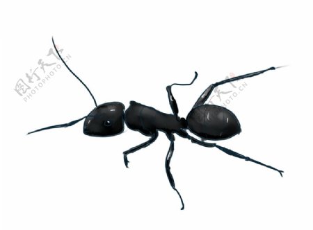 手绘蚂蚁图片