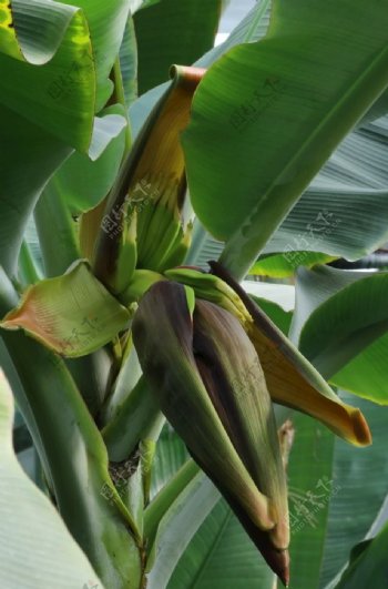 香蕉花蕾图片