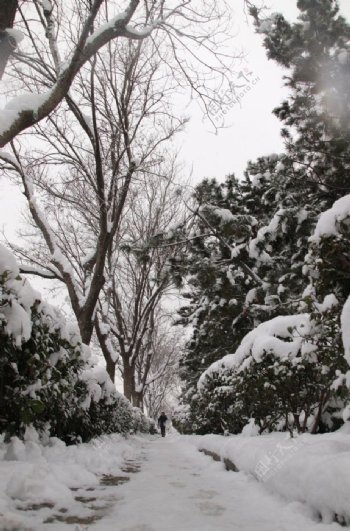 冰雪森林图片