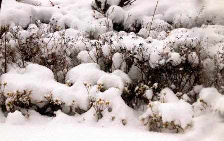冰雪覆盖植物图片