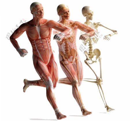 运动的人体肌肉解剖图片