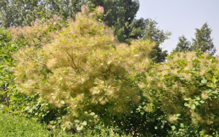 园林植物黄栌开花景观图片